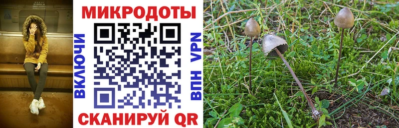 как найти Ардатов Галлюциногенные грибы GOLDEN TEACHER